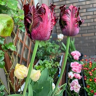 10 Pack Parrot Tulip Bulbs for Planting, Easy to Grow Perennial Tulips, Tulip Bulbs for Fall Planting Bulk-Black