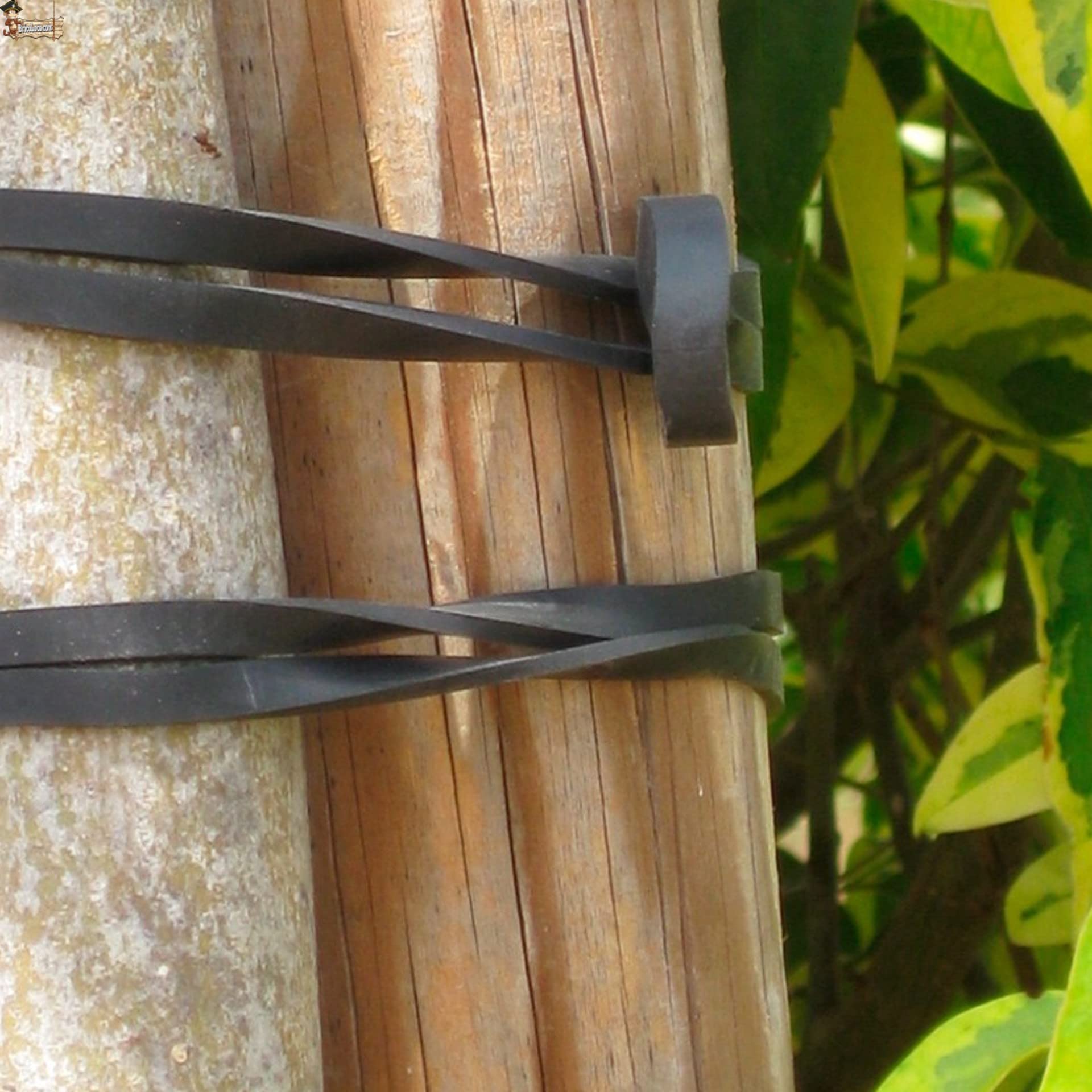 BricoLoco.com Elastici di ancoraggio elastico. Piante, alberi, Legare le viti in legatura. Sostituisce filo, nastro, fili e corde, per unire il tutor senza danneggiare la pianta (1000, n. 8)