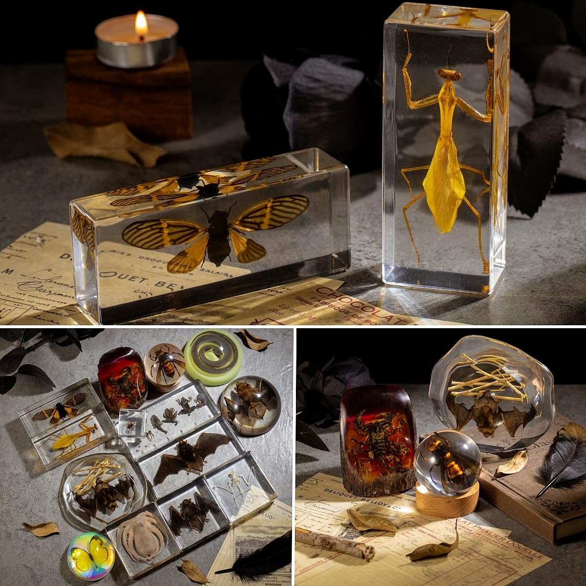 Frog Development Specimen in Resin - Transparent Resin Block Showing Life Cycle from Egg to Adult Frog (5.5 x 2.5 x 0.8 Inches)