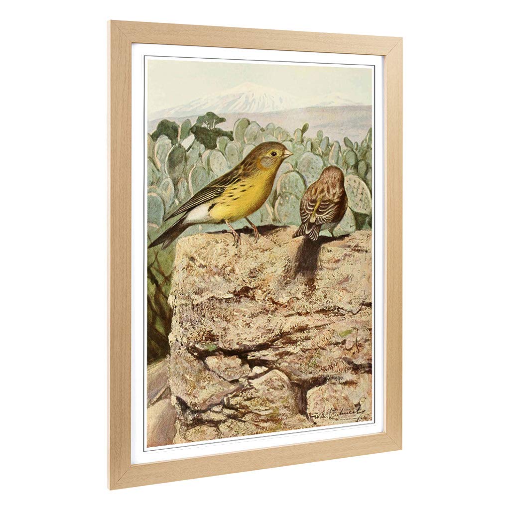 Big Box Art Framed Print of Vintage W Kuhnert Wild Canaries Design | Wall Art Picture | Home Decor for Kitchen, Living Room, Bedroom, Hallway, Oak, A2 / 24.5x18 Inch / 62x45cm