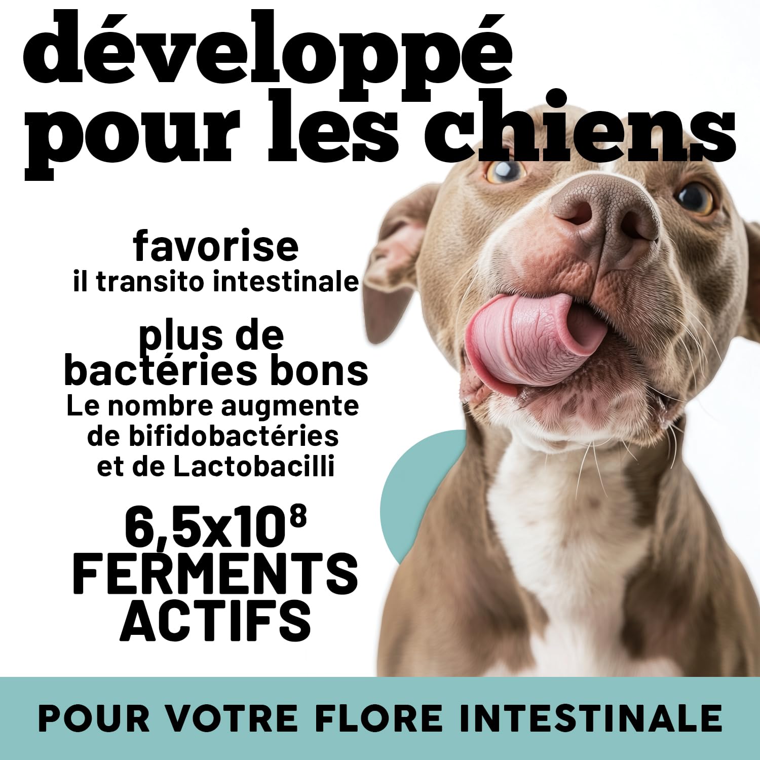 MyPetPrime Ferments Lactiques Chien 6,5M UFC - 60 CPR Probiotiques - Formule Vétérinaire - Système Digestif, Système Immunitaire, Antioxydant.