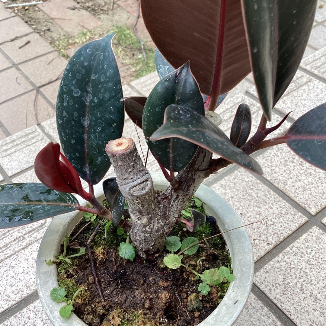 Amazon｜フィカス バーガンディ｜観葉植物 オンライン通販