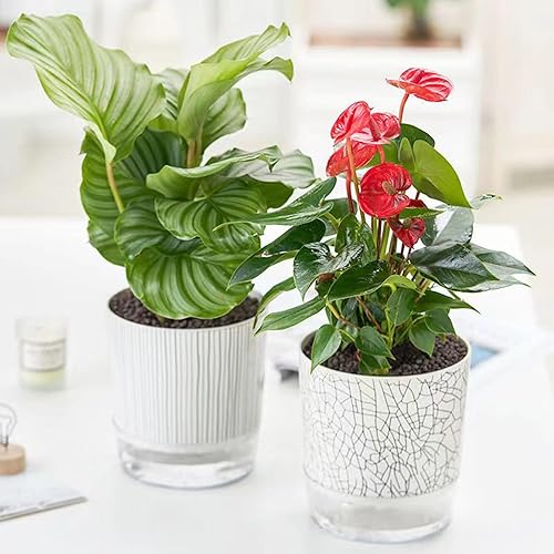 Miniatura 4 de Maceta de riego automático, macetas de riego automático para plantas de interior de 64 pulgadas, paquete de 2 unidades adecuadas para plantas de