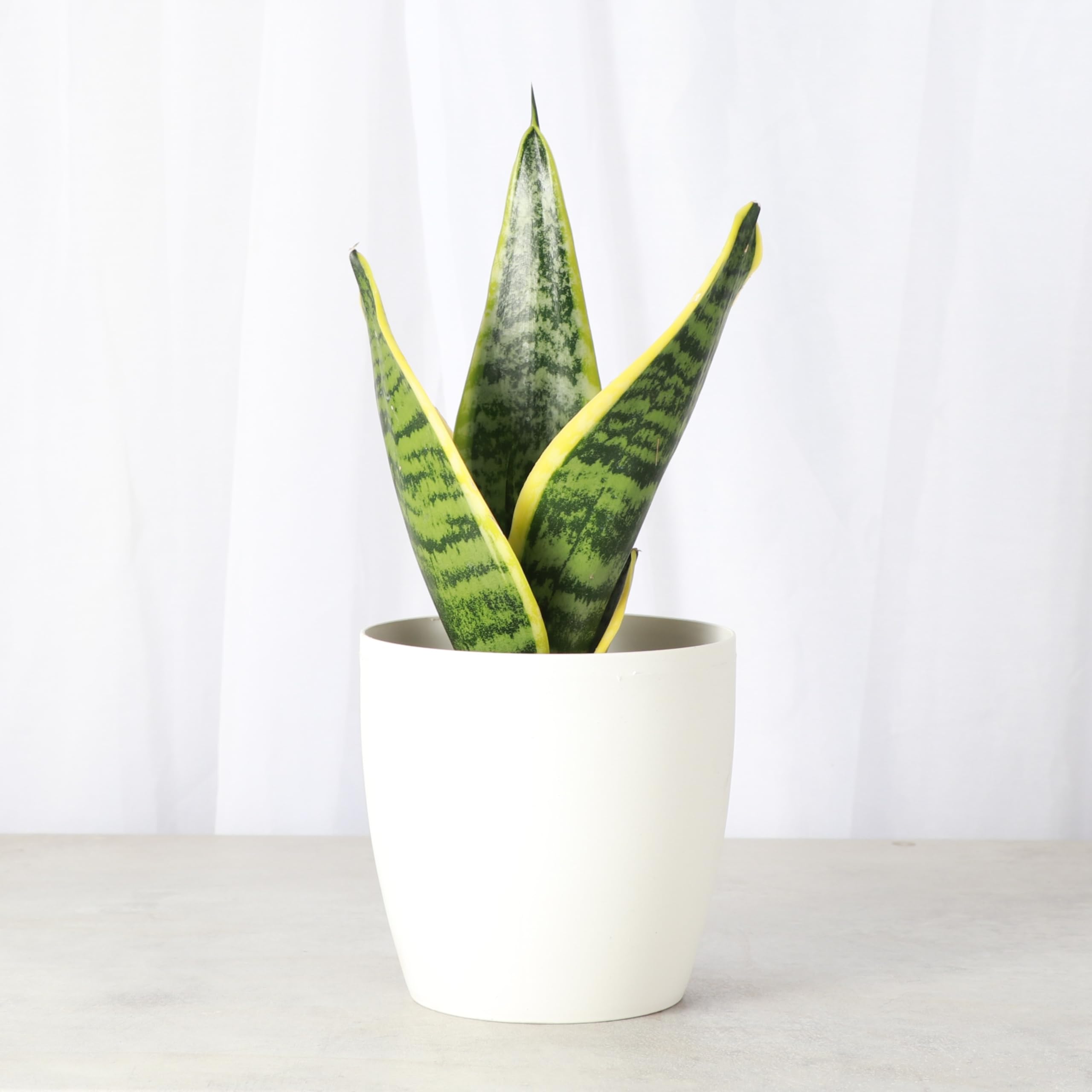 Amazon.com : Thorsen's Greenhouse Variegated Snake Plant, Dracaena  Trifasciata, Sansevieria, Mother-in-Law Tongue, Low Light, Easy to Grow,  Live Indoor Plant, 4" Diameter Pot (White) : Patio, Lawn & Garden