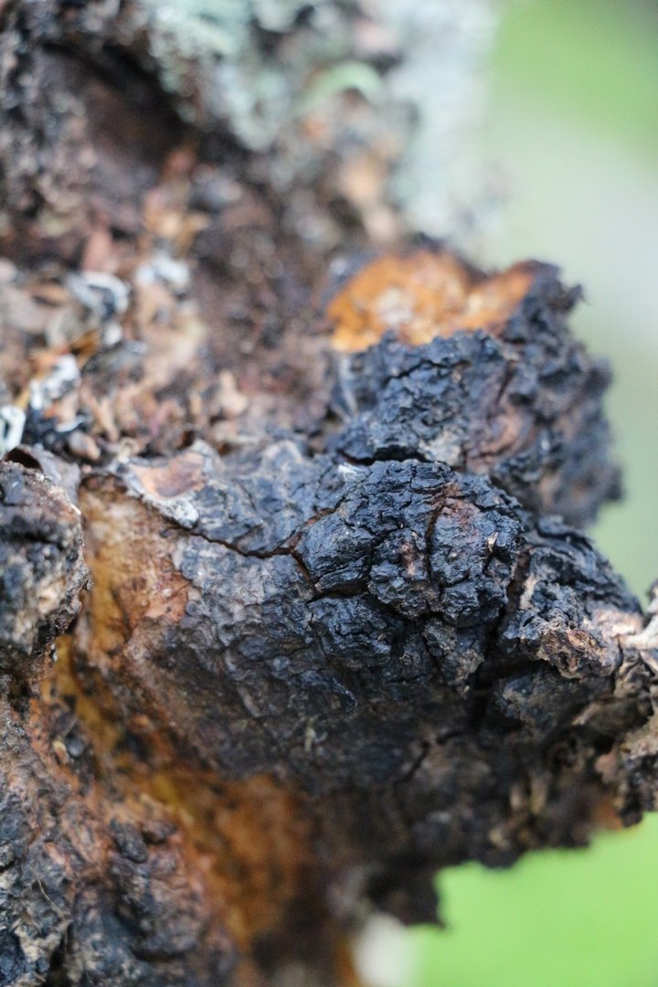 ATPC Media - Chaga Brocken aus Lappland - Finnische Wildsammlung 200 Gramm, ideal für Chaga Pilz Tee und Chaga Pilz Kaffee, aus den sauberen und weiten Wäldern Lapplands