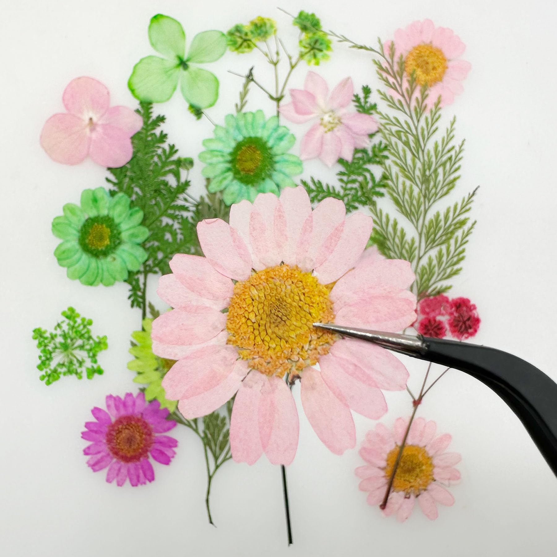 Fleurs Séchées Pressées Fleurs Séchées Pour Resine Epoxy Woohome