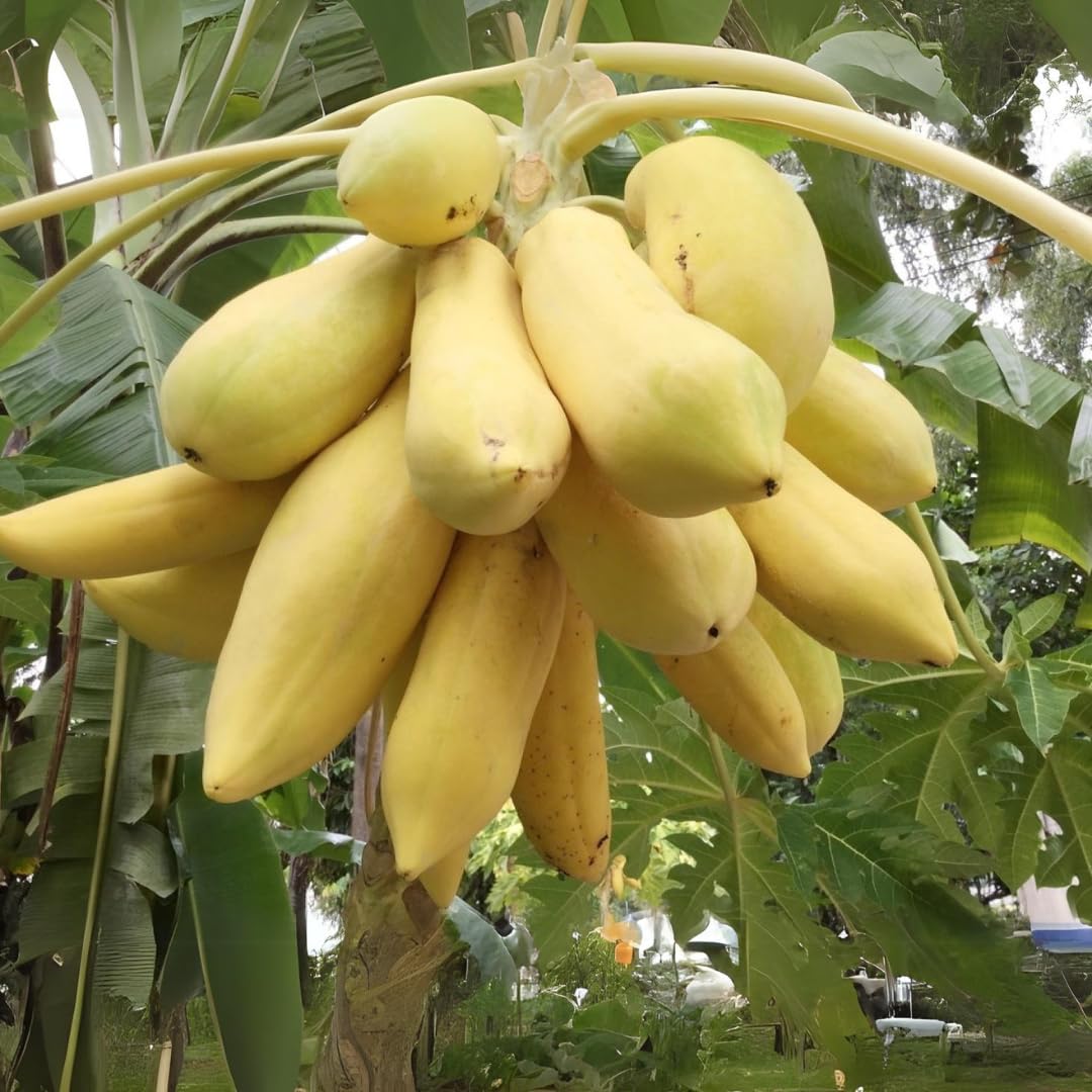 See full amazon price history chart for M-Tech Gardens Rare Papaya Fruit Plant (Golden Long, Hybrid) Exotic 1 Live Fruit Plant M-Tech Gardens Rare Papaya Fruit Plant (Golden Long, Hybrid) Exotic 1 Live Fruit Plant (B094C2S888) Amazon Price History, Amazon Price Tracker
