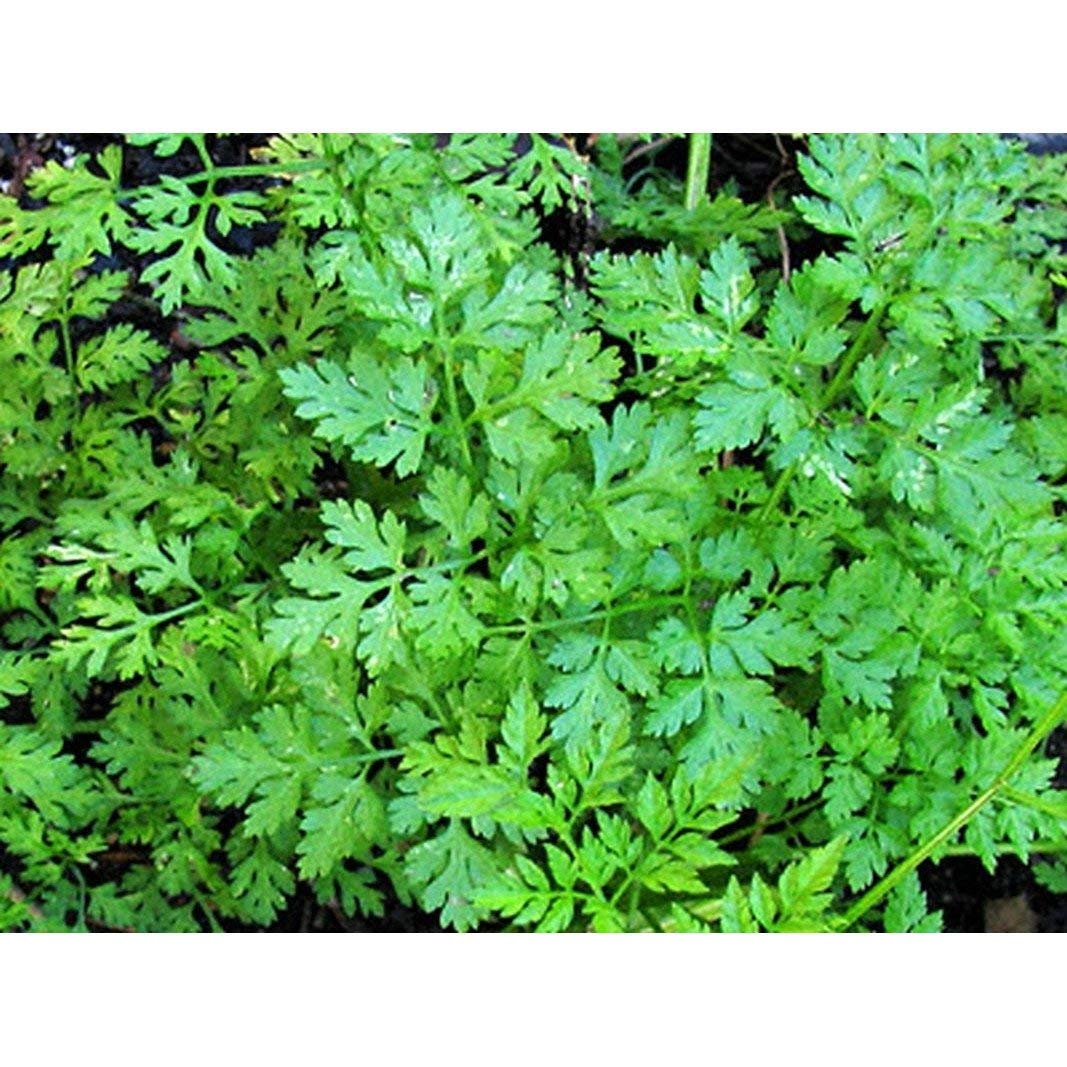 Winter Chervil Seeds (30+ Seed Package)