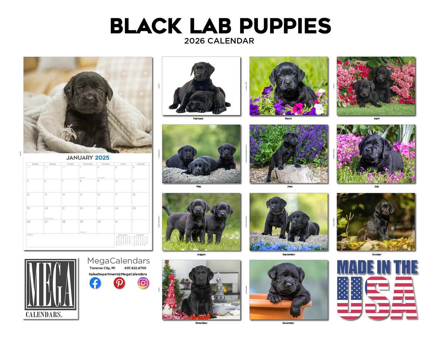 Calendario 2024 2025 Labrador Pups negro – Calendario mensual de pared de raza de perro – 12 x 18 pulgadas abierto – Papel grueso que no se corre – Regalo – Calendario académico para profesores,