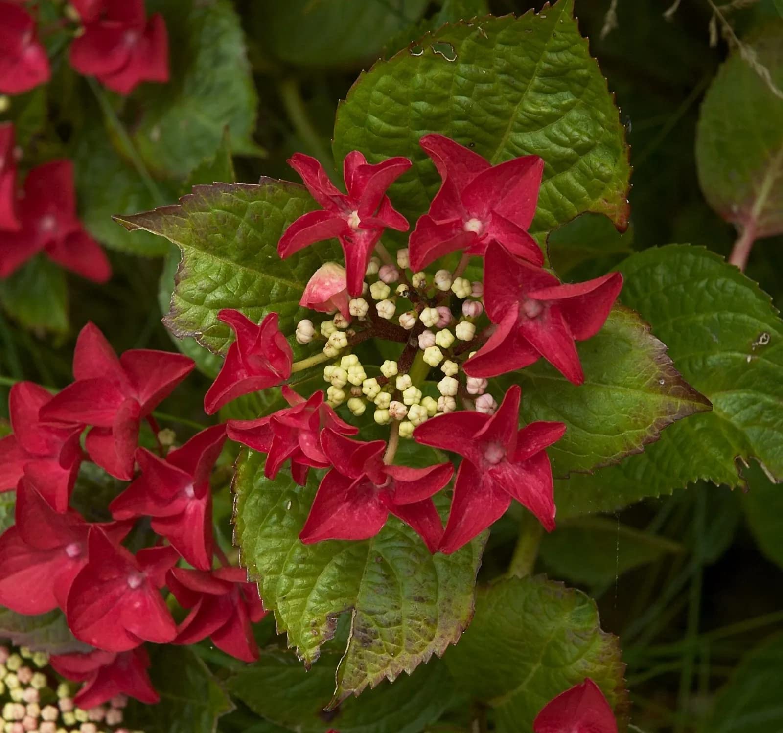 Ortensia "Hydrangea" 3 piante in vaso ø18 cm COLORI MISTI