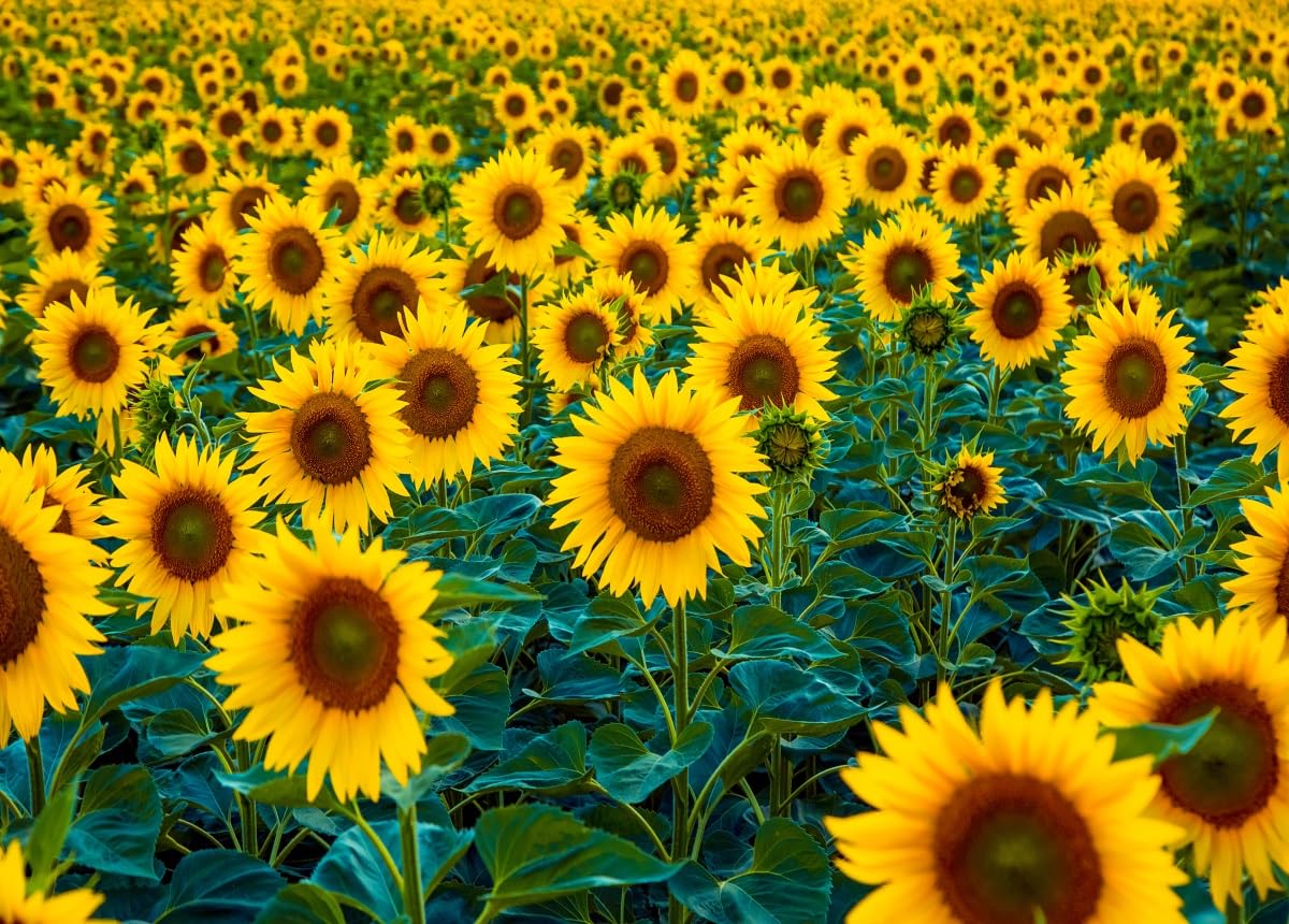 Fmarui 10x8ft Sunflower Backdrop Field Nature Scenery Yellow Flower Photography Backgrounds Wedding Retire Birthday Party Events Decorations Photo