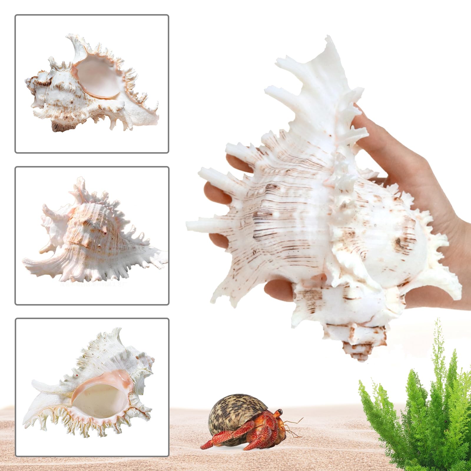 Conchiglie Naturali Grandi, Decorative per Oceano, Acquario, Matrimonio, Casa e Festa a Tema Spiaggia