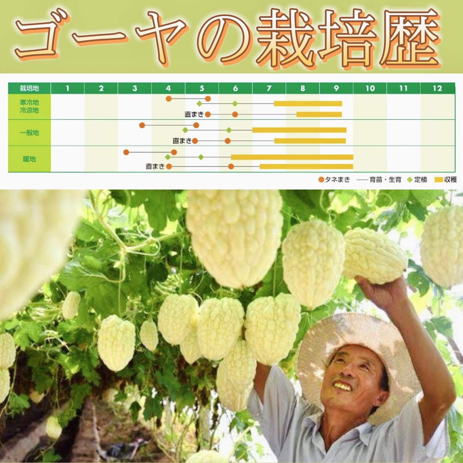 Amazon.co.jp: ウクレレ園芸SHOP ☆台湾アップルゴーヤ☆ 種子3粒330円