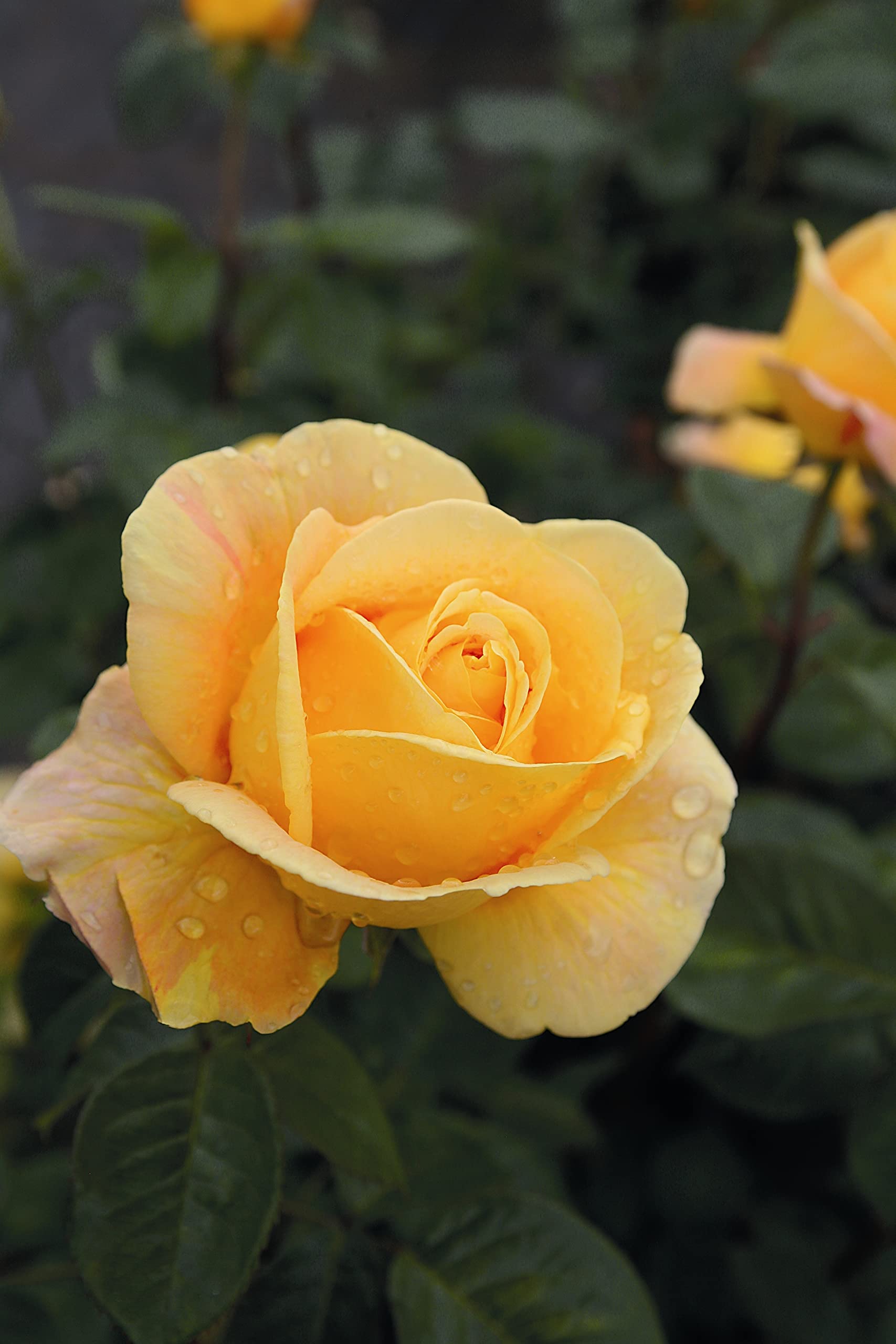 Edelrose Candlelight in goldgelb - Duftrose winterhart - Rosen-Blüte in goldgelb - Rose stark duftend im 5 Liter Container von Garten Schlüter - Pflanzen in Top Qualität