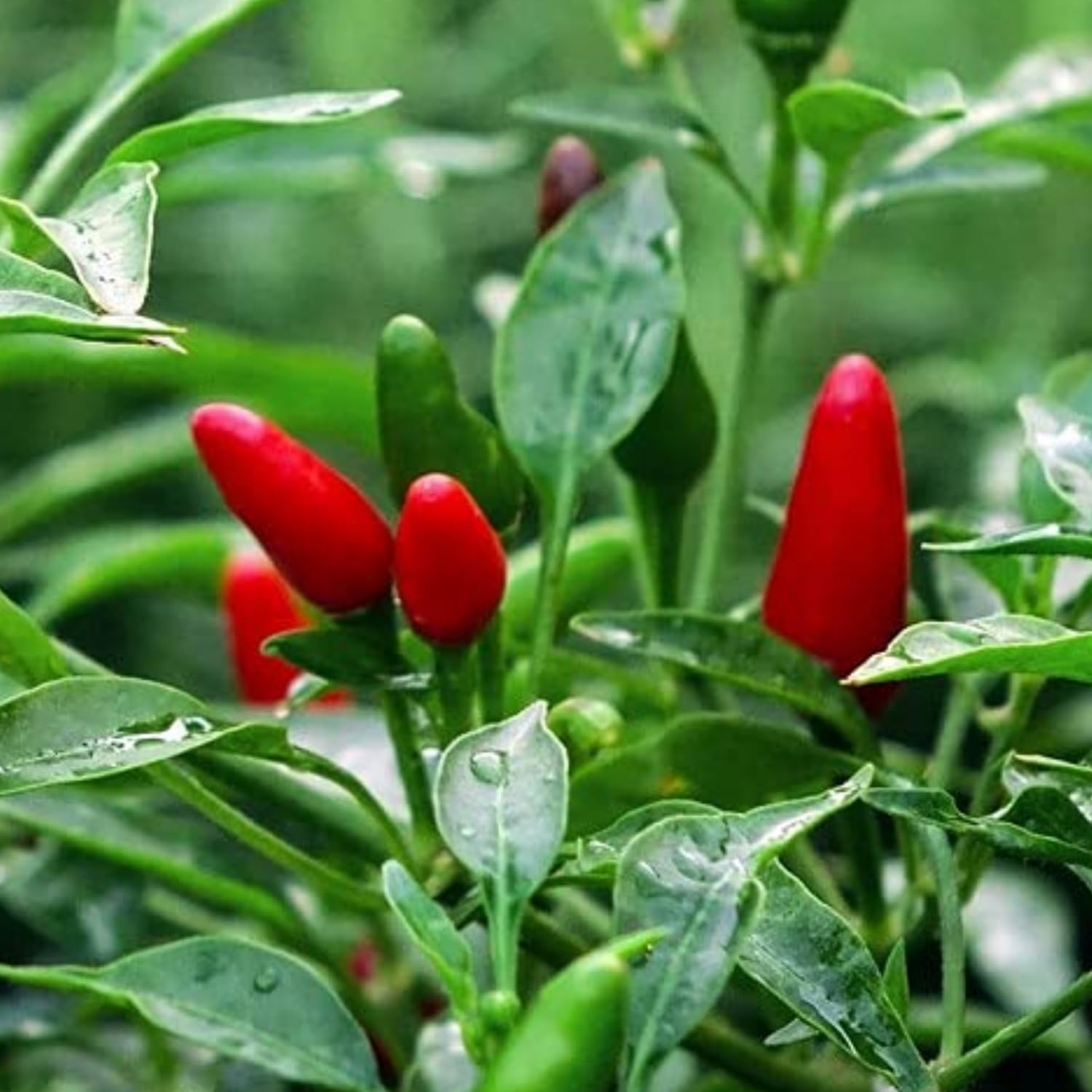Hug A Plant | Birds Eye Chilli/Kanthari (Capsicum annuum) Flowering/Ornamental Live Plant (Home & Garden) (B0C8B1Y166) Amazon Price History, Amazon Price Tracker