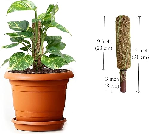 Miniatura 2 de PALM NAKI Juego de 4 soportes verticales de fibra de coco para plantas trepadoras, palos de soporte para plantas trepadoras para interiores y