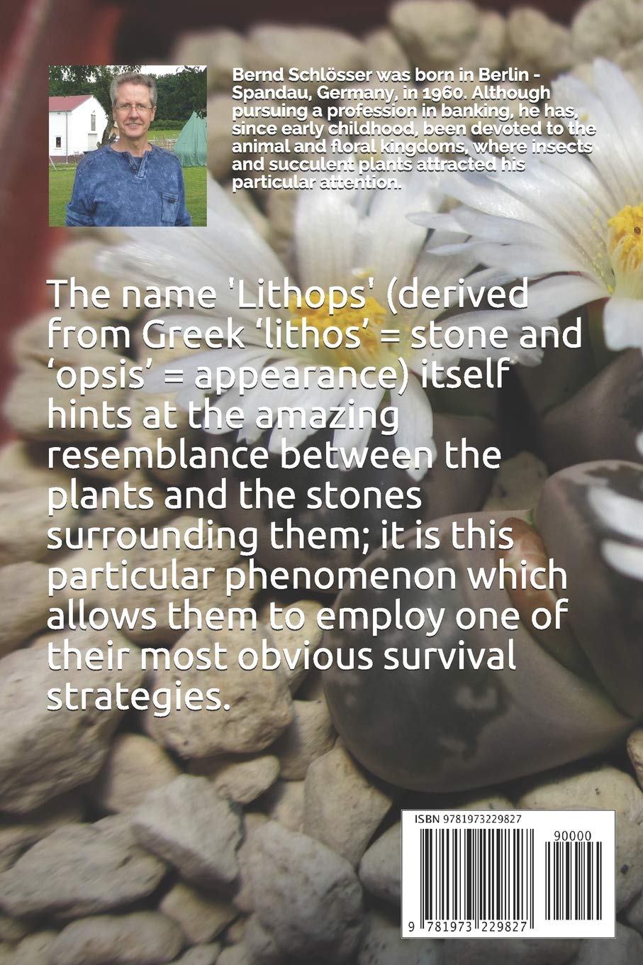Lithops - Flowering Stones
