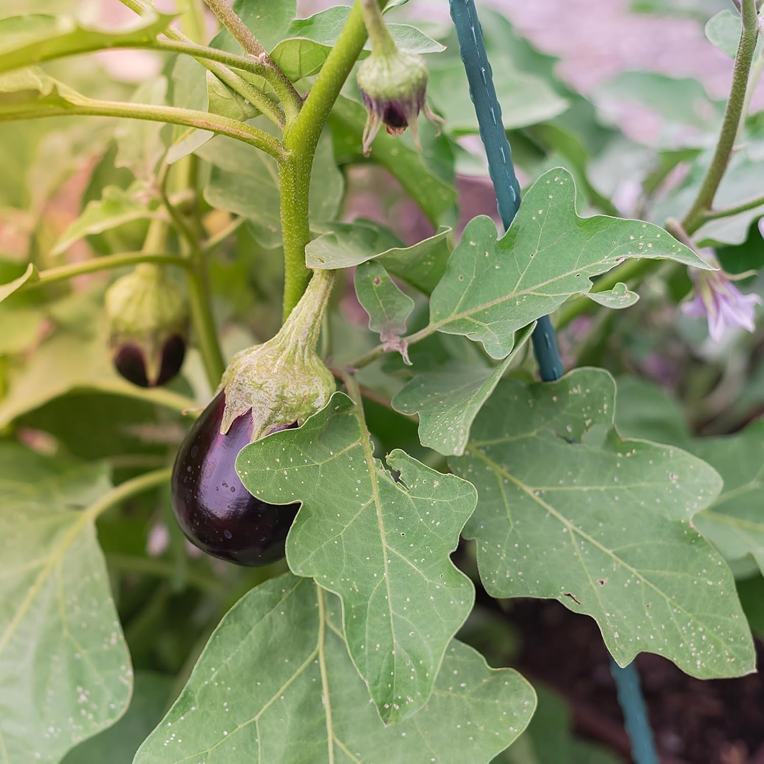 AGTEK 36" Garden Stakes, 50PCS Plastic Coated Plant Stakes, 3ft Plant Support for Climbing Plants