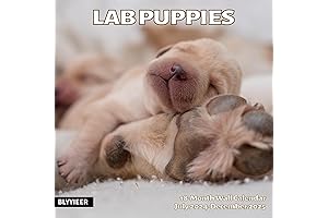 2025 Puppy Love Wall Calendar