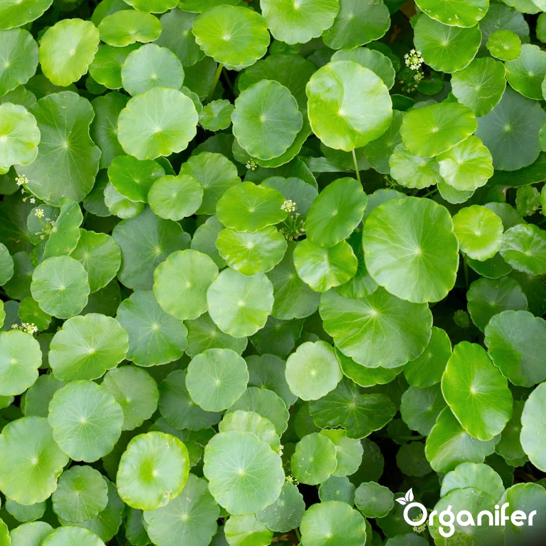 Pilea Uniwersalny Nawóz Organiczny - 4x1L - NPK 3-4-3 | Zdrowe Liście - Silne Korzenie I Wysoka Plonność - Organifer