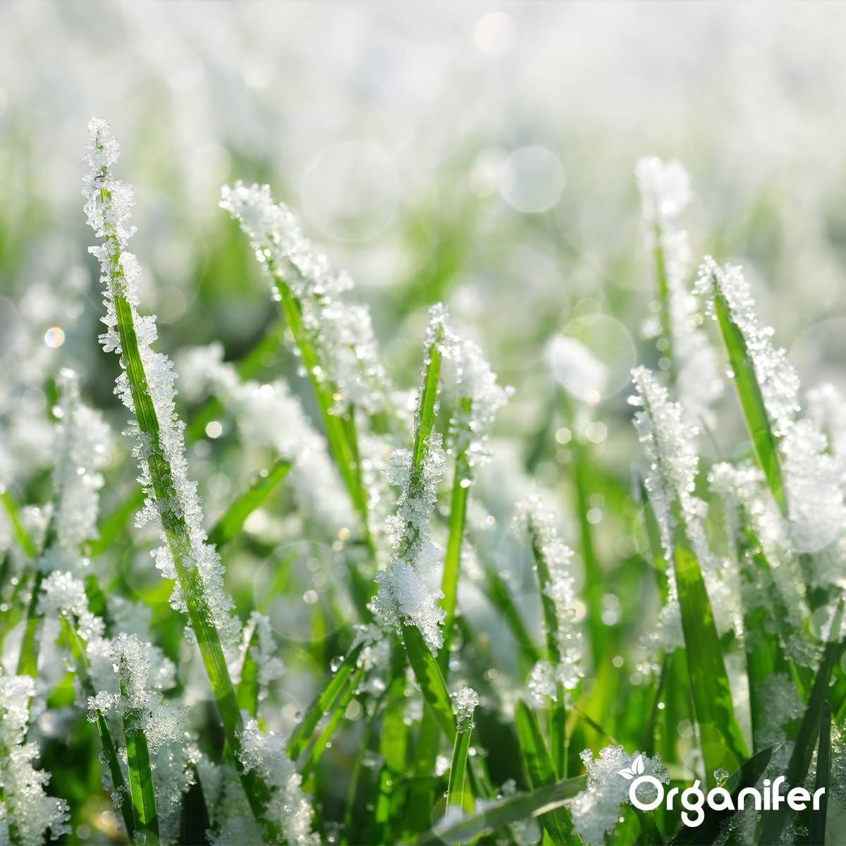 Fertilizante De Otoño Universal - 5kg = 100m2 | Rico En Potasio - Abono De Otoño - Abono Para Césped - Aumenta La Resistencia Del Césped A Las Heladas - Sequía - Organifer
