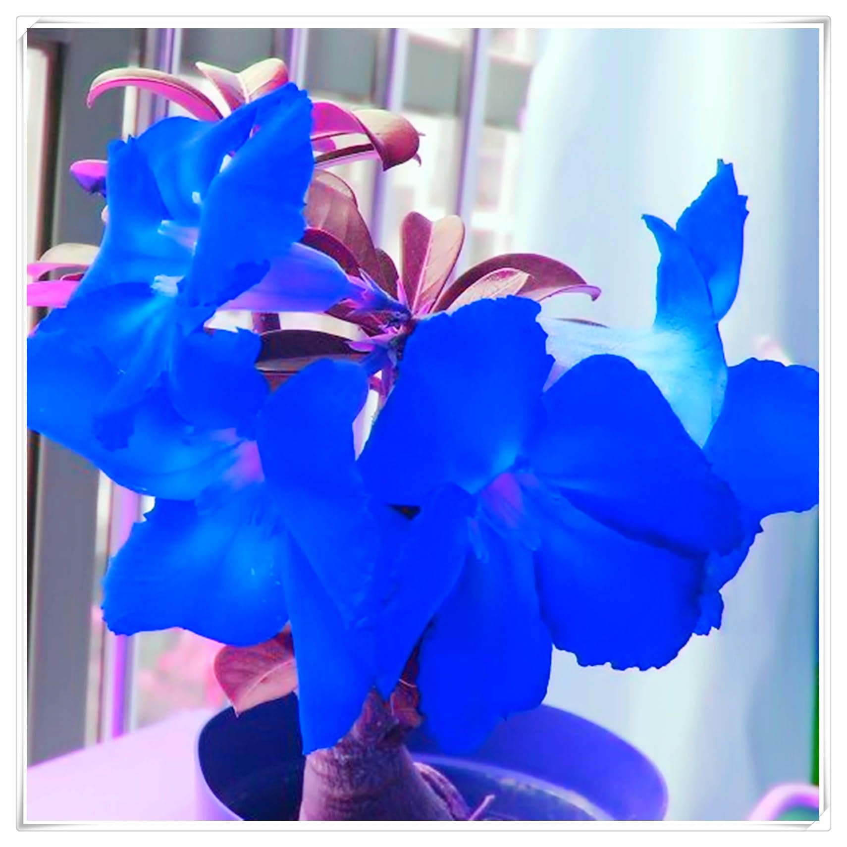 Flowering Rhizome,Excellent Display, Strong Desert Rose Roots,Desert Rose Bulbs,Easy to Plant, Wedding Flowers-4 Bulbs-A