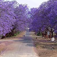 Vista 8 de 25 semillas de árbol de jacaranda azul Jacaranda púrpura Mimisifolia semillas de flor