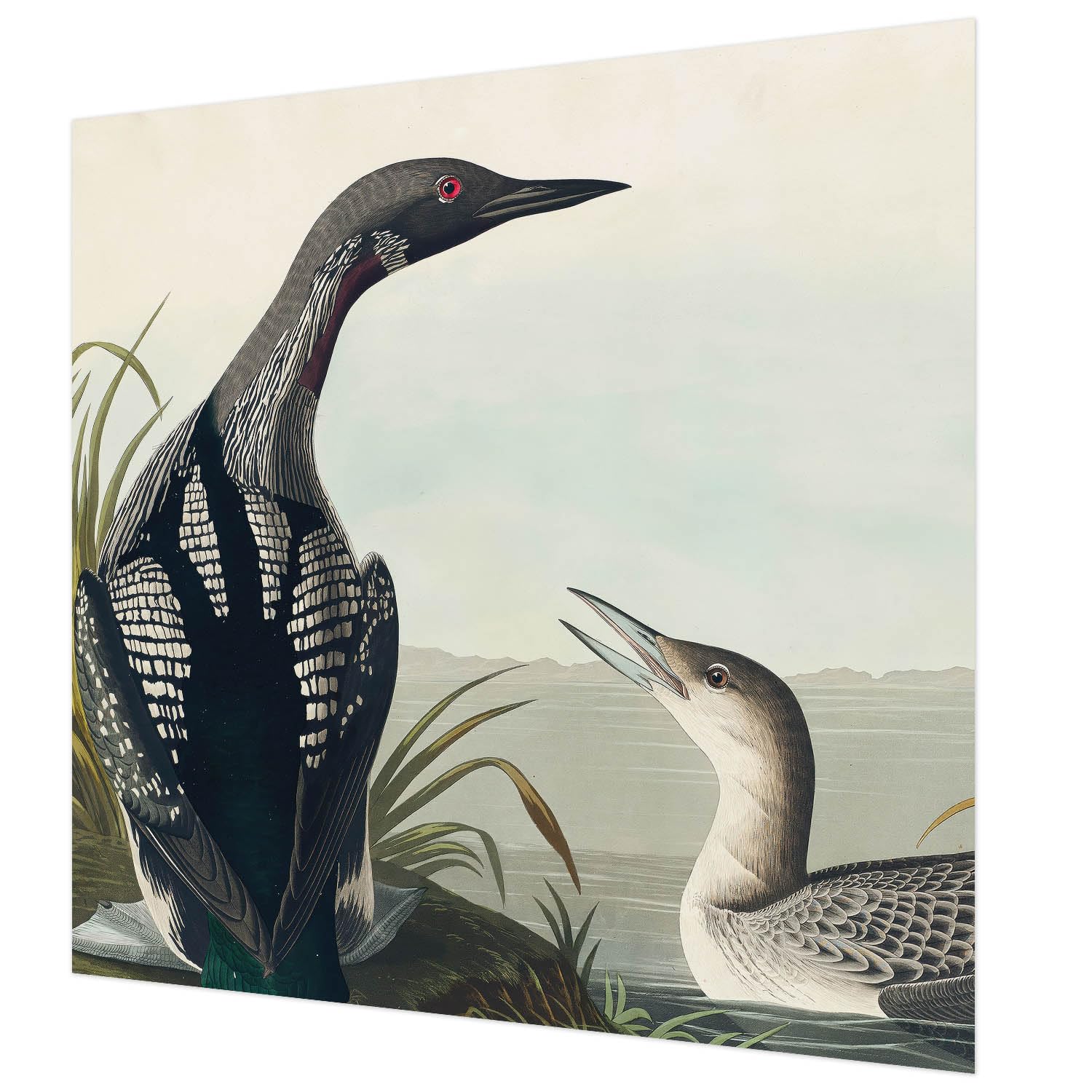 Papier Peint Mural Intissé pour Chambre à Coucher Motif Nature Aquatique 250x250 cm