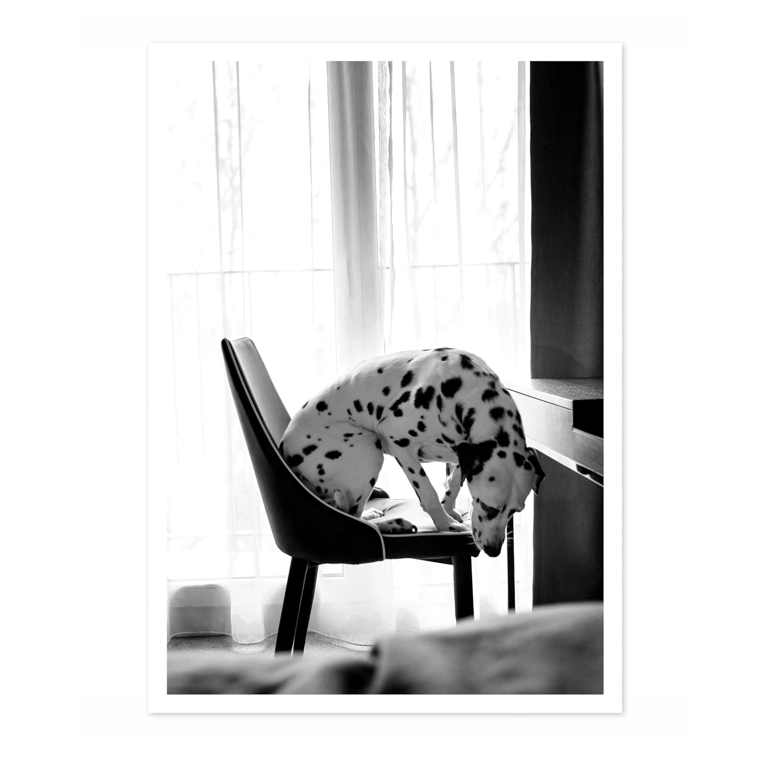 Dalmatian Poster Black & White Vintage Photography Print Minimalist Modern Interior Decoration, Archival Matte, A1 (Print Only) - 84.1x59.4cm