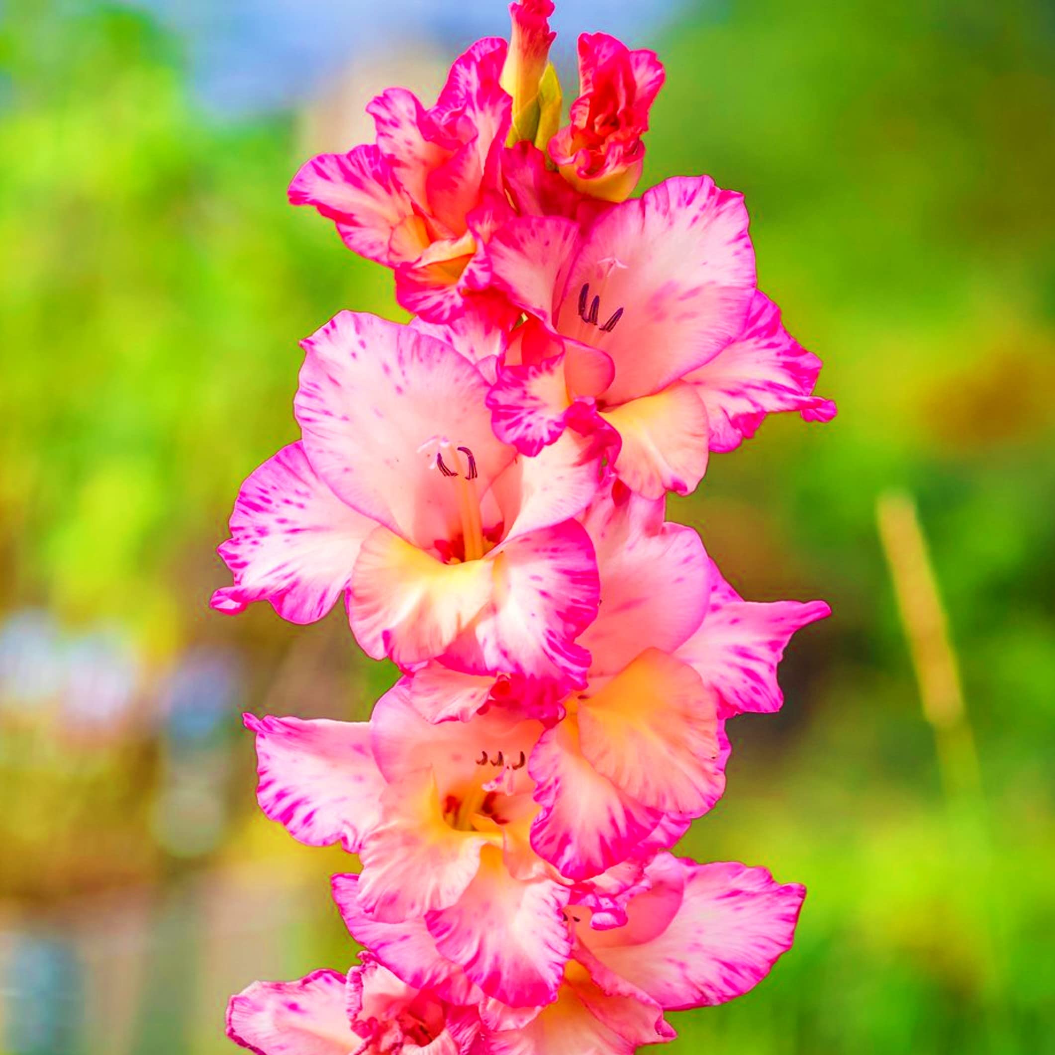Tim Tim Agro Gladiolus Brilliant Mix Flower Imported & Hybrid Bulbs Best Pack of 25 For Your Home Plant & Garden 2