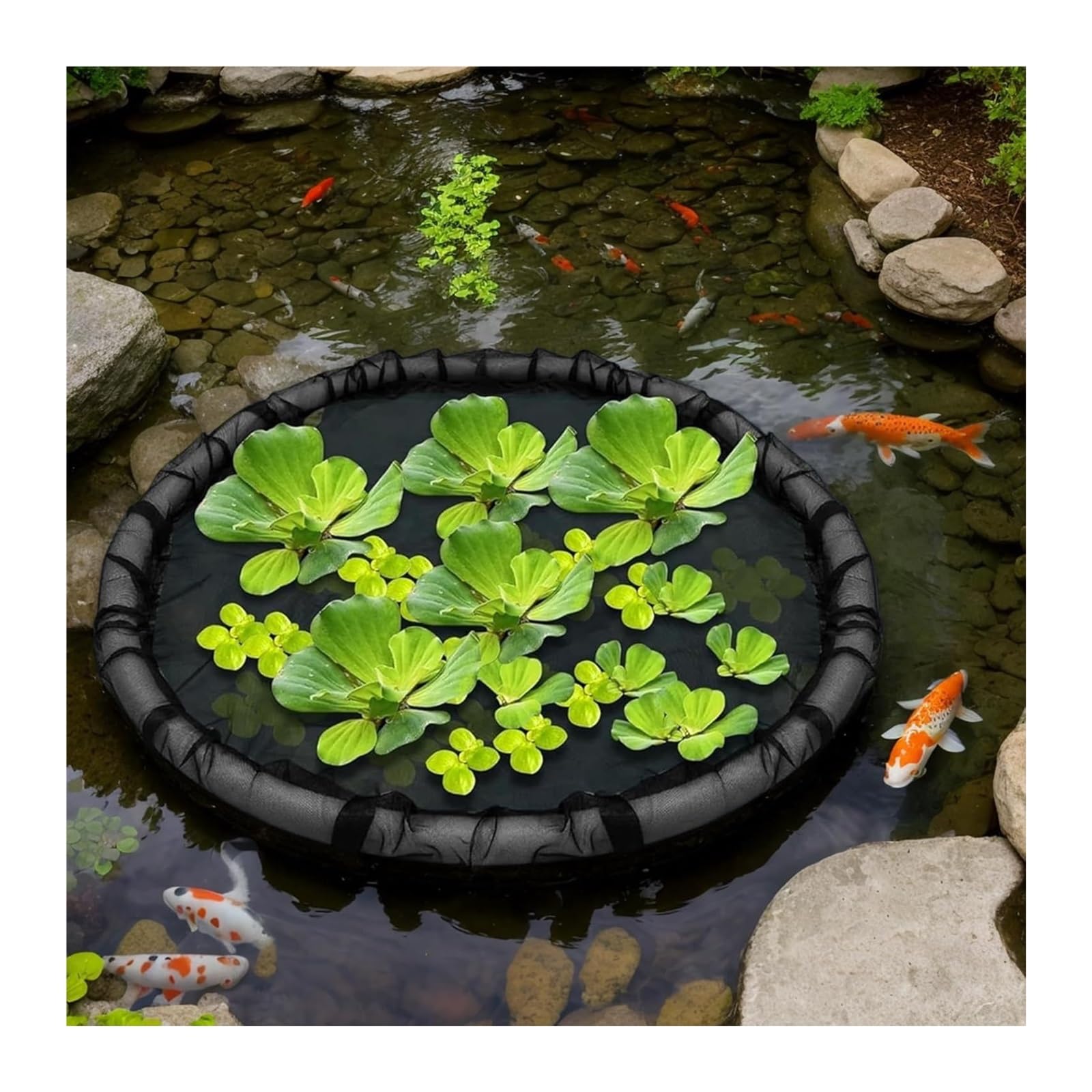 Barrière flottante en forme de flore pour poissons 80 cm protection plantes flottantes étang