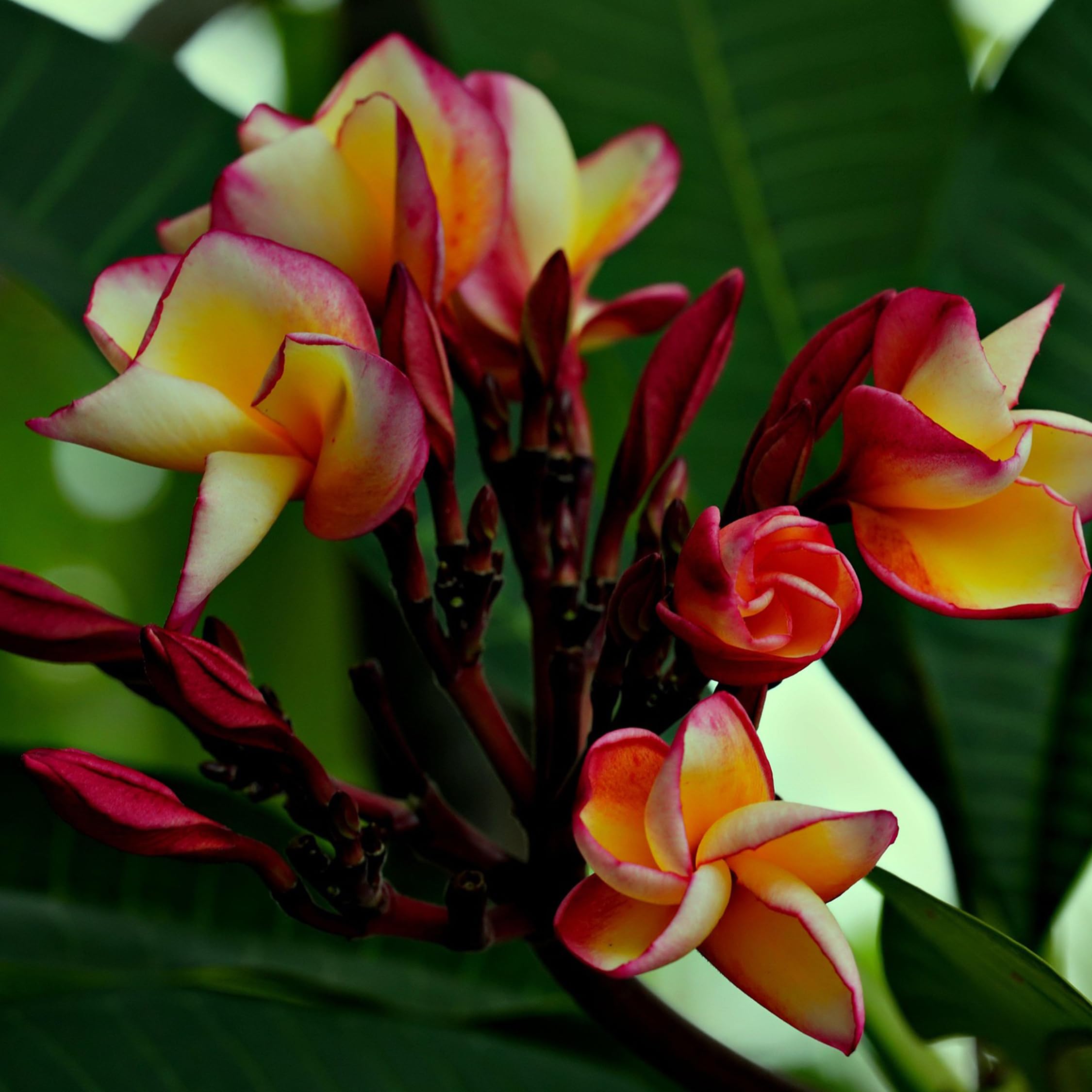 Plant in a Box - Plumeria Hawaiiana Frangipani - Planta Tropical de Interior Ornamental - Maceta 17 cm - Altura 45-55 cm - Futura Floración Aromática