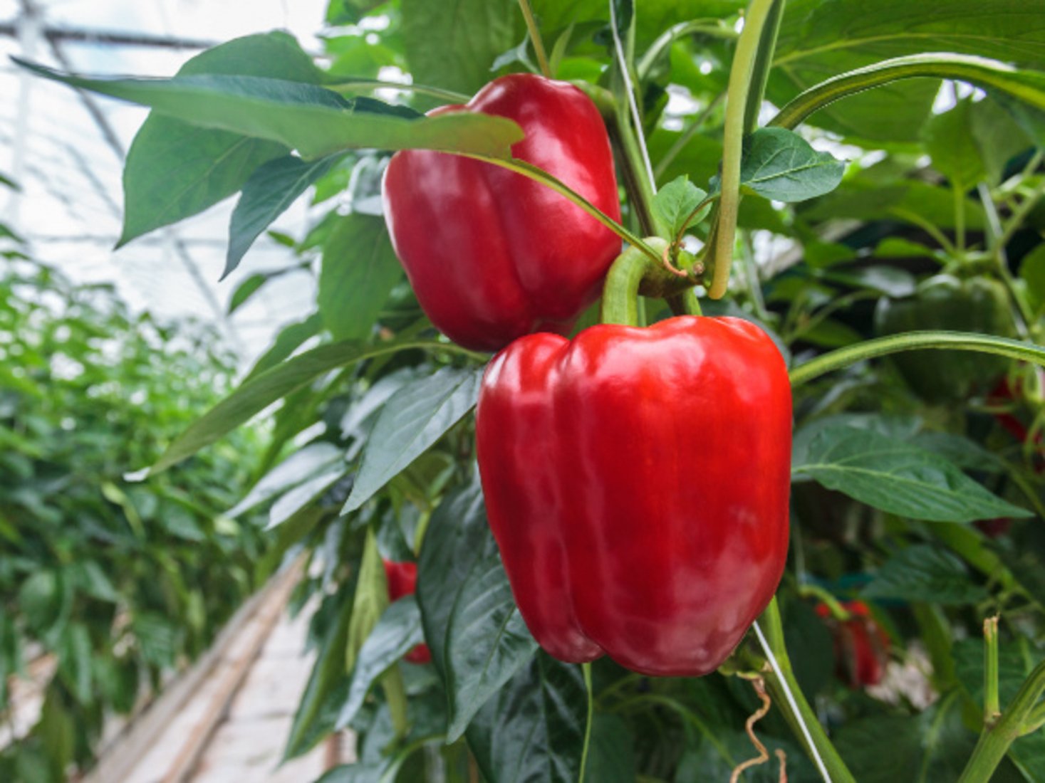 Red Capsicum / Bell Pepper / Shimla Mirch beej 20 Seeds (B071YC62VK) Amazon Price History, Amazon Price Tracker