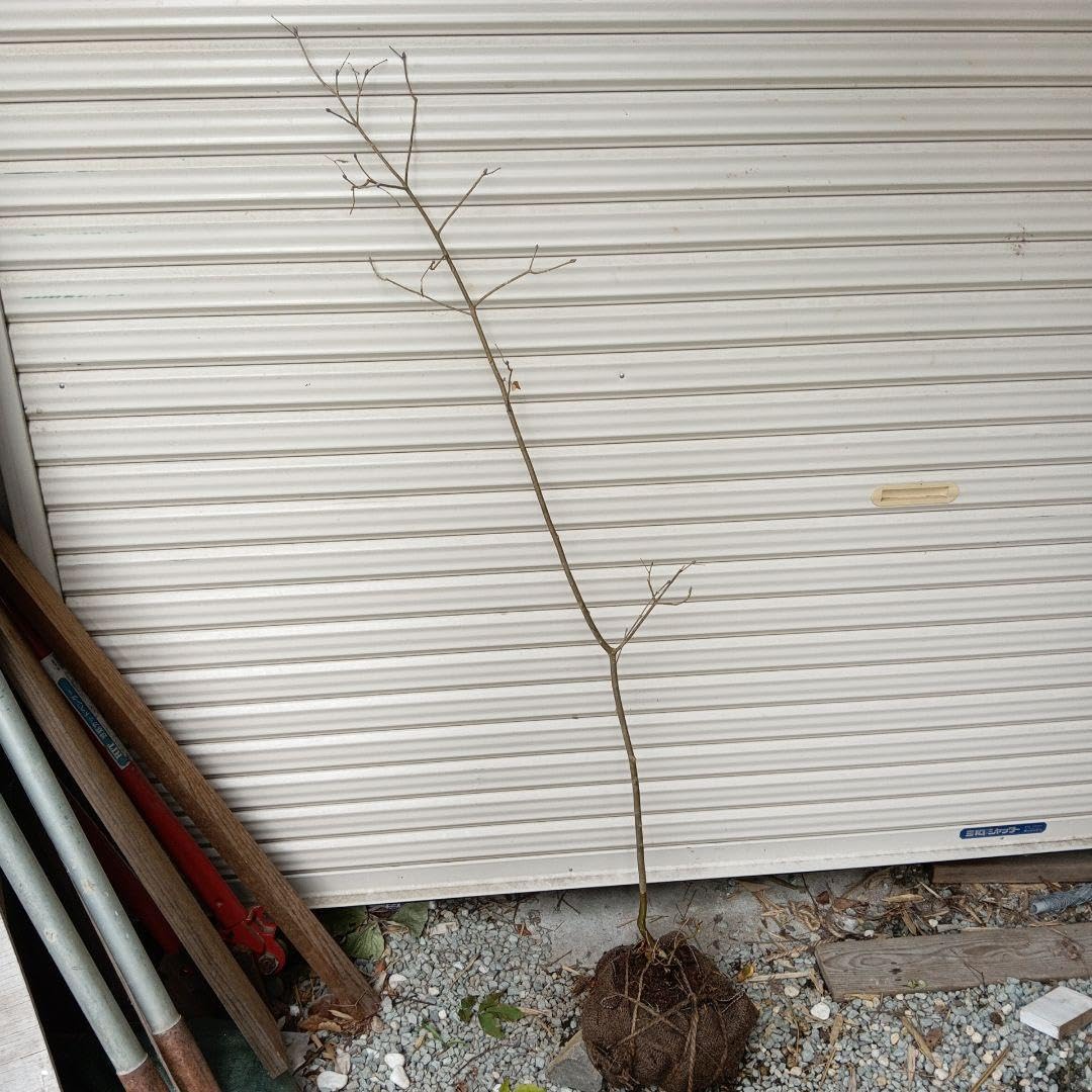 Amazon｜アオダモ 山採り｜観葉植物 オンライン通販