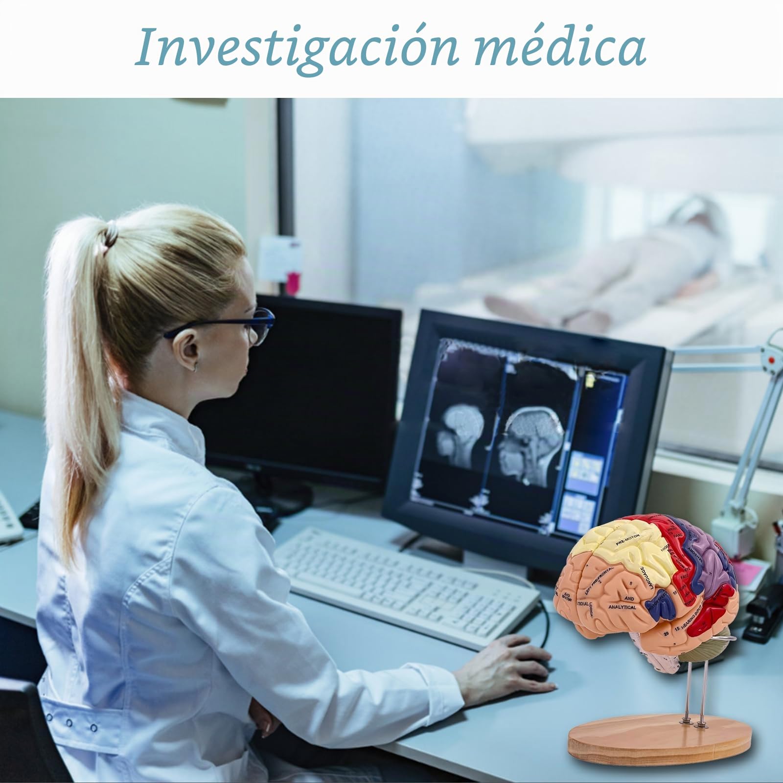 Modelo de cerebro humano, modelo anatómico de cerebro humano de tamaño real 2X para neurociencia con 4 modelos de cerebro desmontables codificados por colores para neurociencia, psicología,