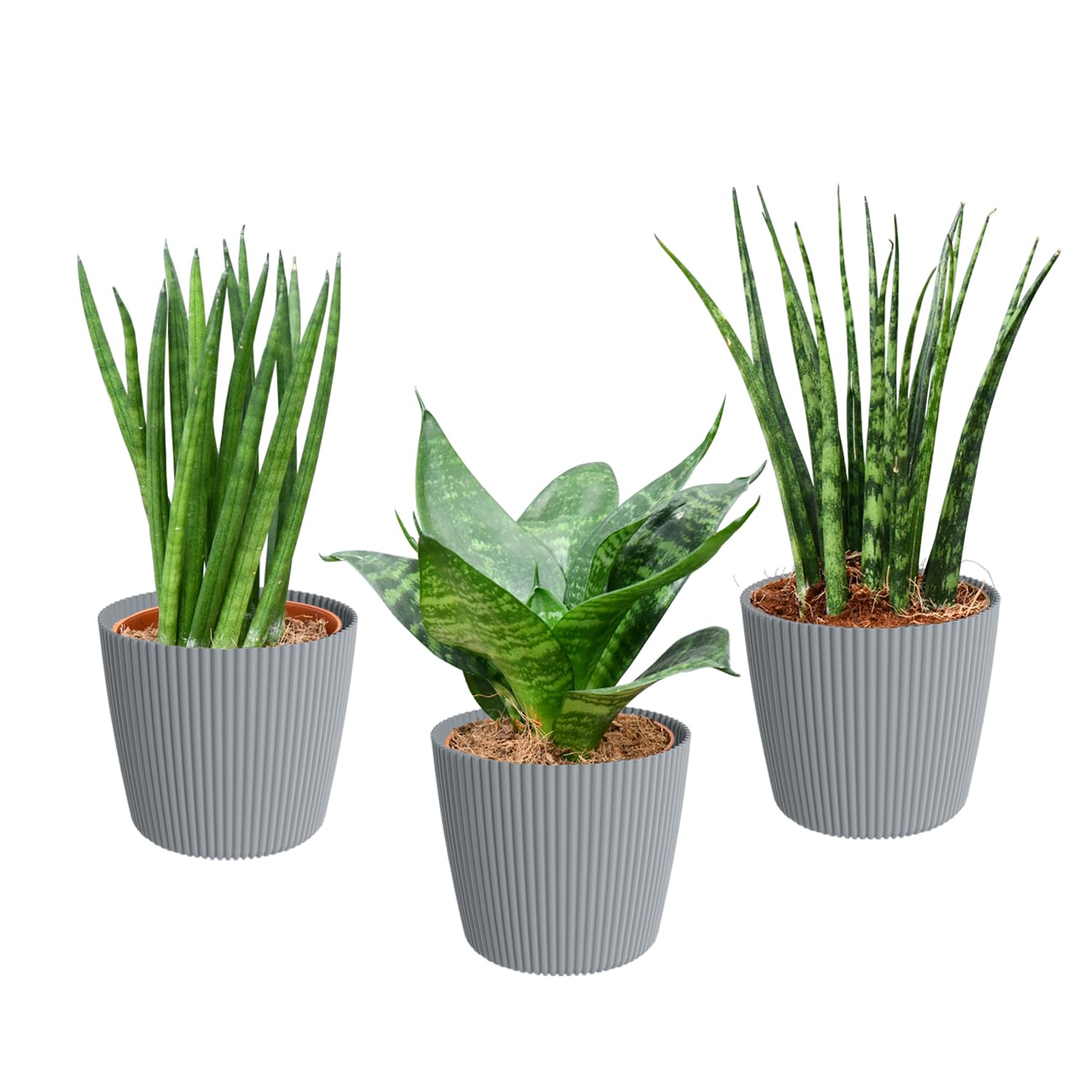 Mini Sukkulenten mit Übertöpfen - Babypflanzen Trio Badezimmer - pflegeleichte Zimmerpflanzen - 3er Set - 9 cm Topf - Sansevieria Hanni Kirkii & Cylindrica - frisch aus der Gärtnerei - Green Me Up