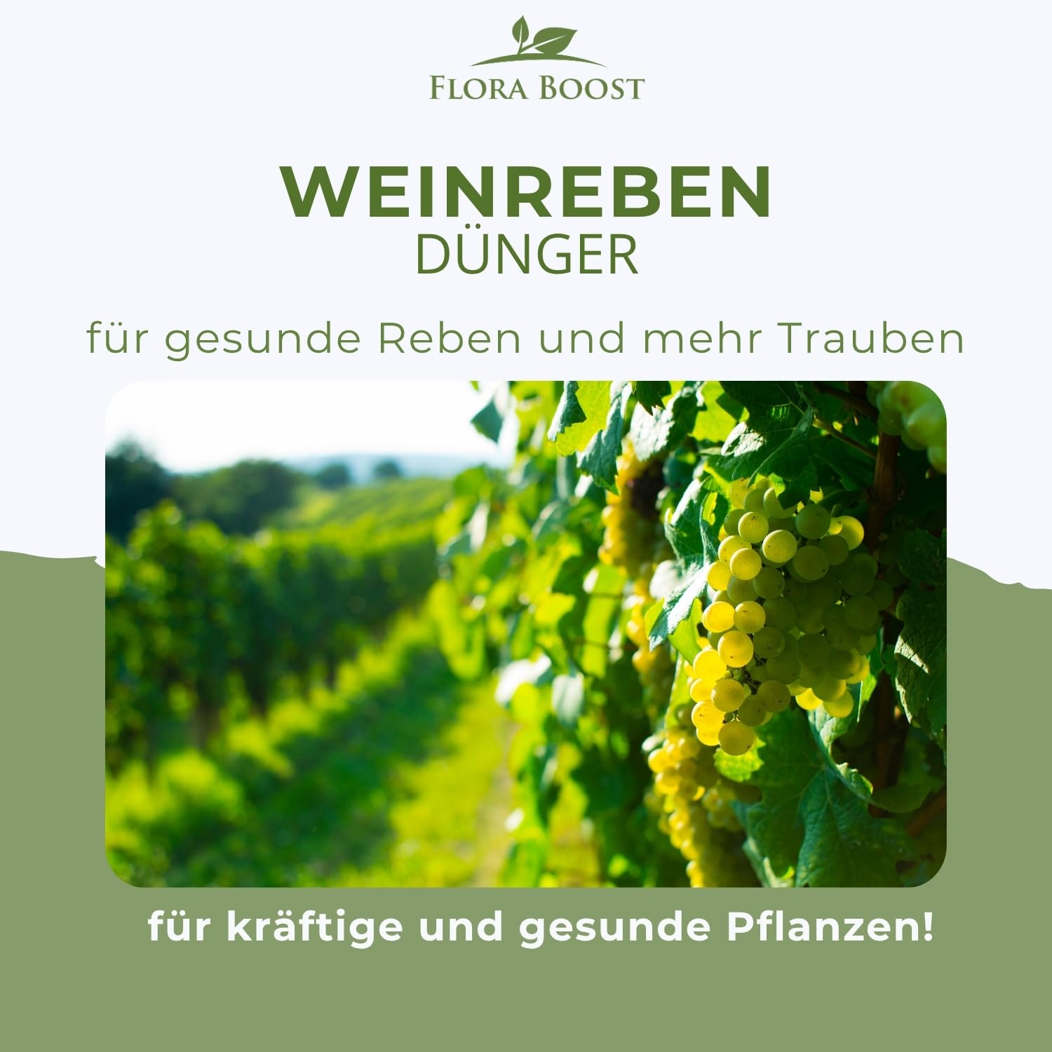 Flora Boost Weinreben Dünger Flora Boost 5000ml I Für bis zu 1000L Gießwasser I Für gesunde Weinreben & Schutz vor Mehltau I Flüssiger Blatt- & Wurzeldünger I 100% natürlicher Pflanzendünger
