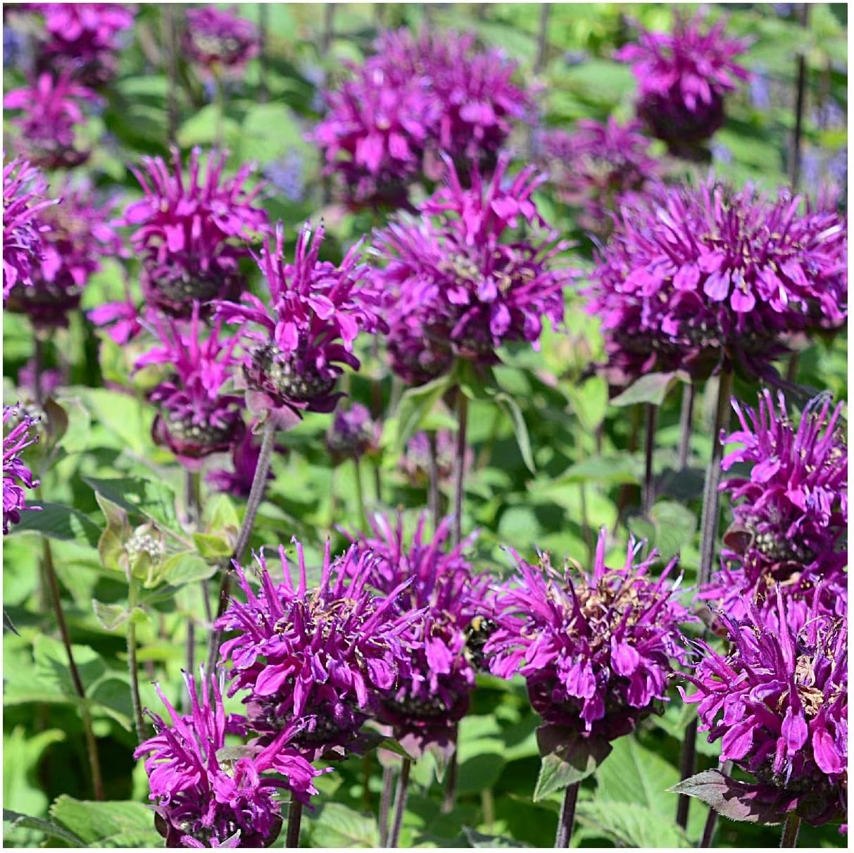 Everwilde Farms - 1/4 Lb Purple Bergamot Native Wildflower Seeds - Gold Vault