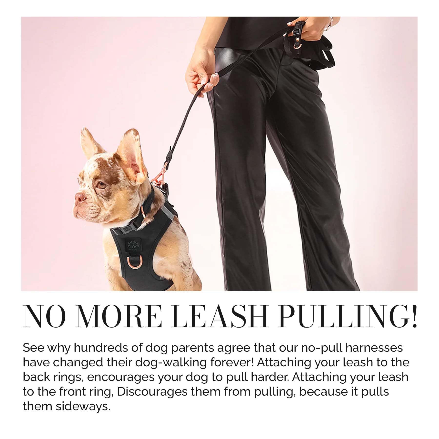 The DOGISTRY – Laisse pour chien City – Noir – Design mains libres réglable primé – Matériel de luxe or rose et fonctionnalité avant-gardiste – Taille M