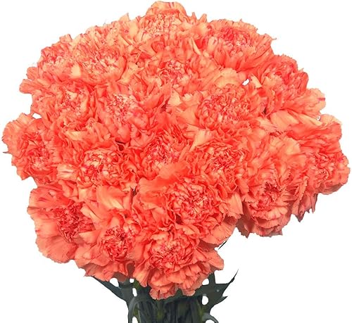 Vista 20 de GlobalRose 100 flores amarillas de clavel – Claveles de origen responsable – Ramo fresco seleccionado a mano para graduación, aniversario