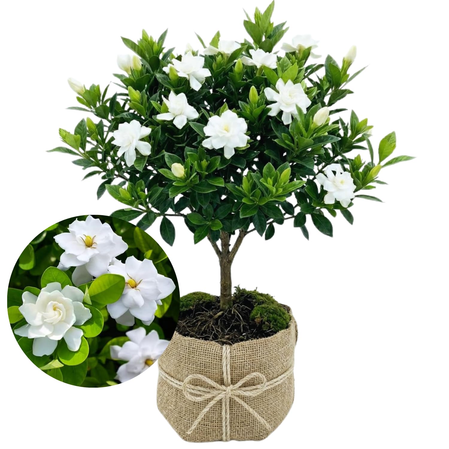 Amazon.com : 3 Gardenia Plants Live, Jasmine Plants Live Indoor, 5 to 7 Inc  Tall, Frost Proof Gardenia Live Plant, Flowering Jasmine Plant : Patio,  Lawn & Garden