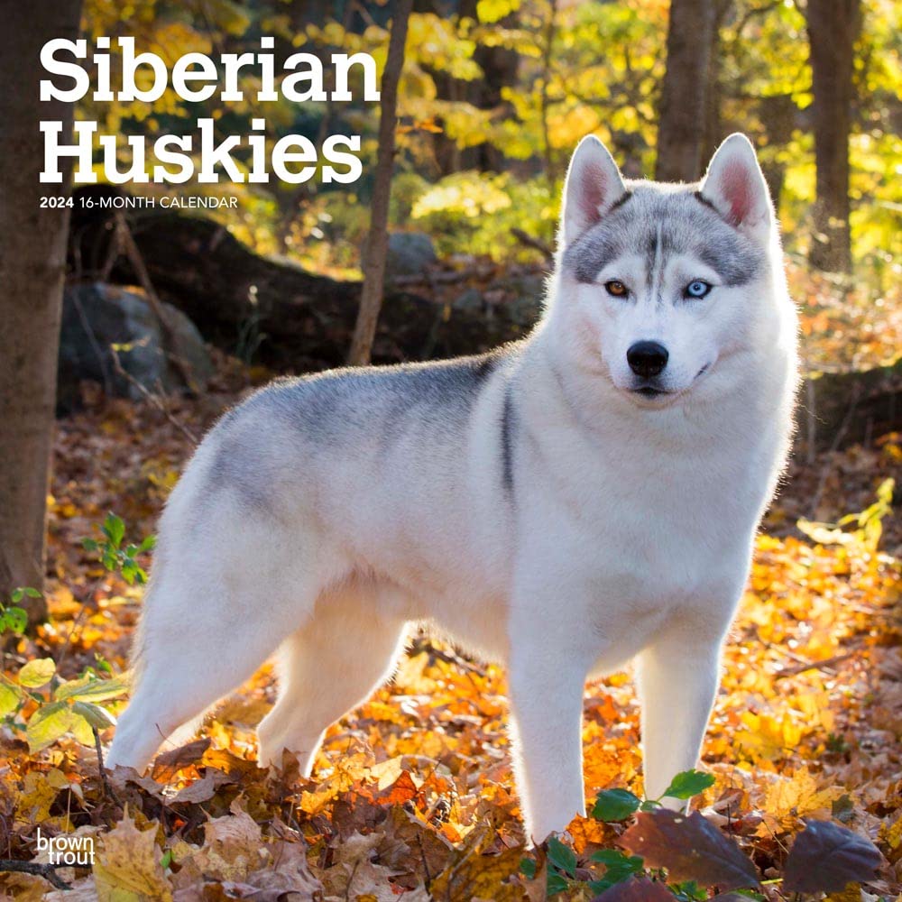 Siberian Huskies 2024 12 x 24 Inch Monthly Square Wall Calendar