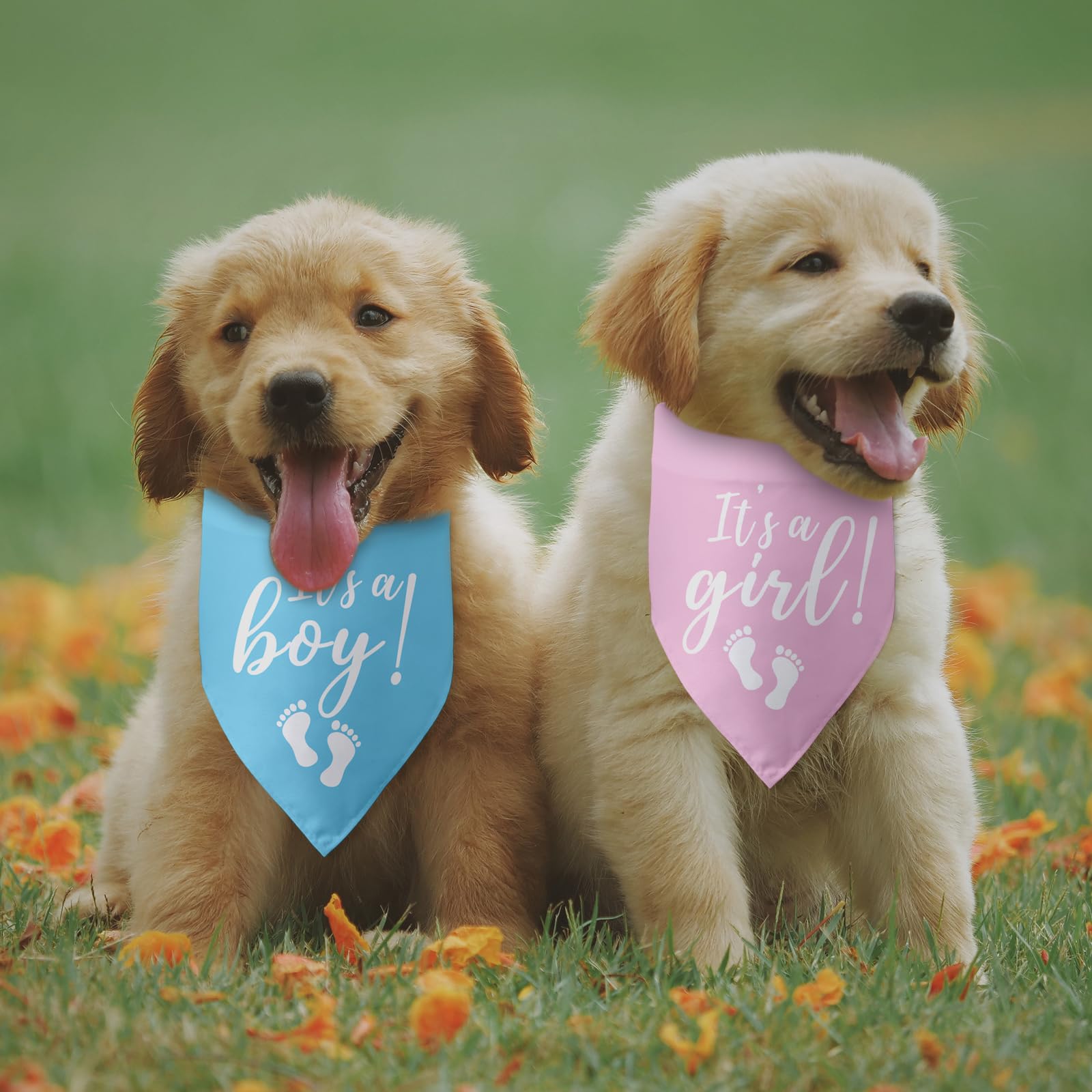 Hundehalstuch Schwangerschaftsankündigung - It's A Boy/Girl | Foto-Requisite Für Haustiere