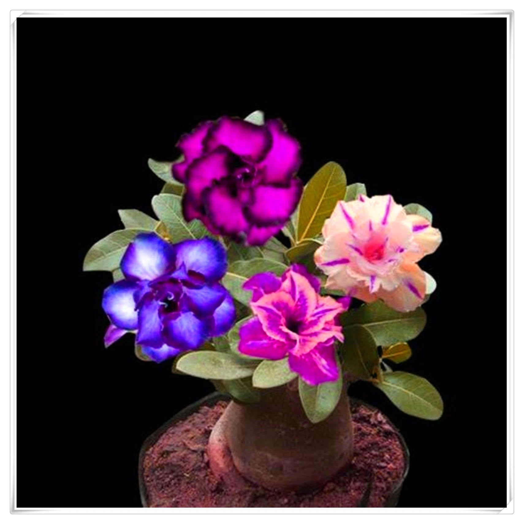 Flowering Rhizome,Excellent Display, Strong Desert Rose Roots,Desert Rose Bulbs,Easy to Plant, Wedding Flowers-2 Bulbs-B