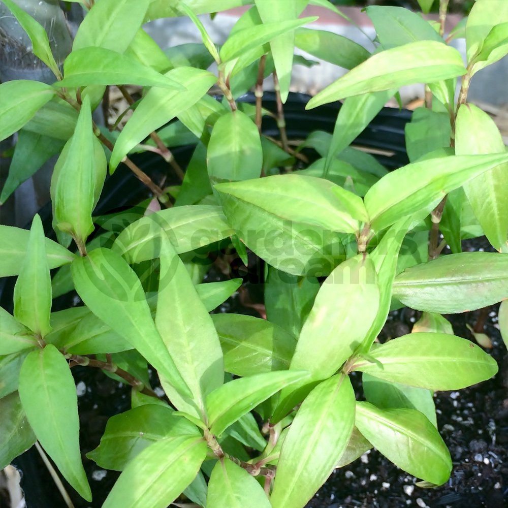 Vietnamese Coriander Plant - Outdoor Kitchen Garden Herb (10-20cm, 8cm Pot)