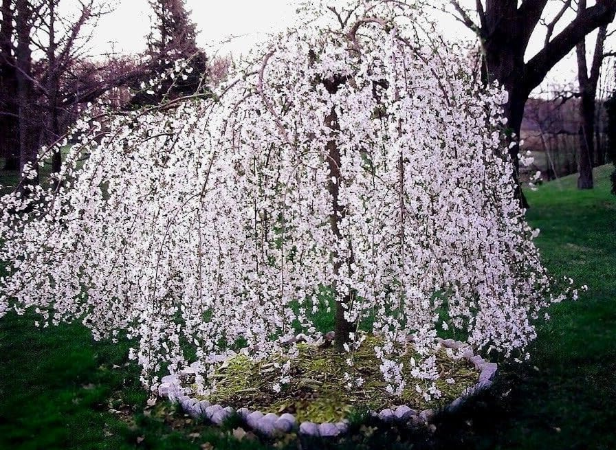 2 Weeping Cherry Trees 2.5" Pot Prunus x Yeodensis Shidare Yoshino Live Plants