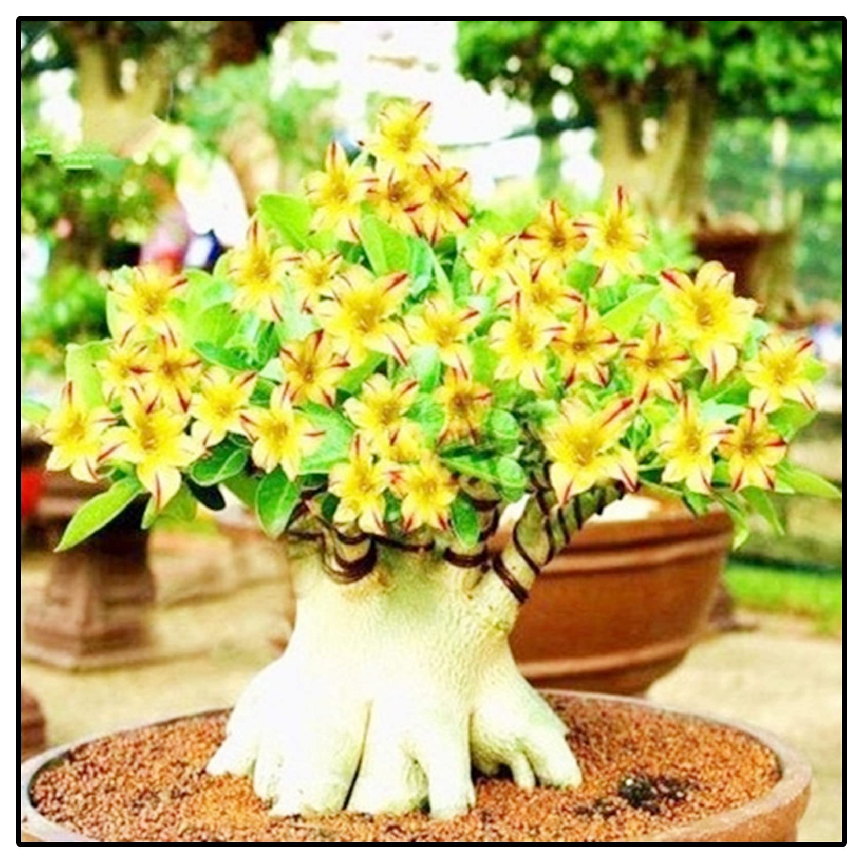 Desert Rose Bulbs, Desert Rose Plant Bulbs, Suitable, Wedding Flowers, Adenium obesum Plant, Desert Rose Plant Strong Plants That Grow Well Mix Golden Jade Carving Feels Beautiful-1Bulbs-B
