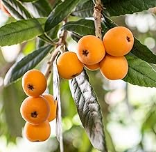 Loquat/Lokat/Laukat Fruit Healthy Live Plant (Pack of 1)