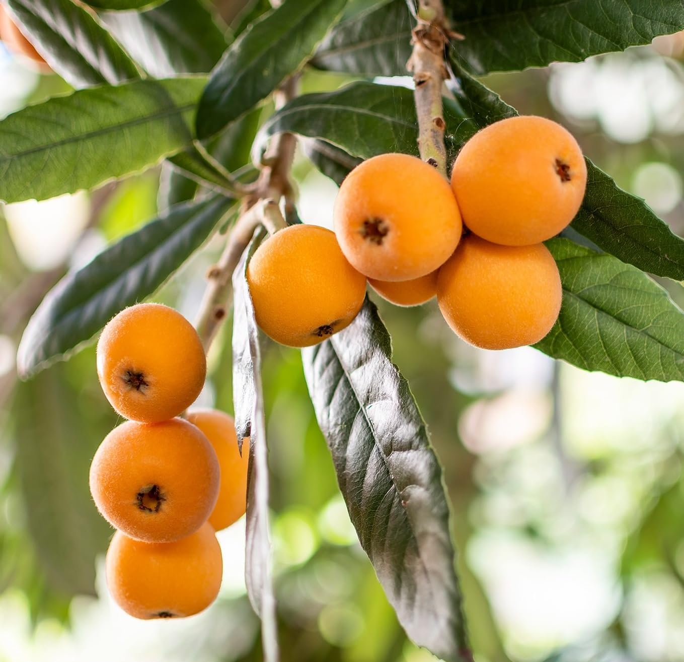 OpLeaves - Loquat/Lokat/Laukat Fruit Healthy Live Plant (B0D364YBT9) Amazon Price History, Amazon Price Tracker