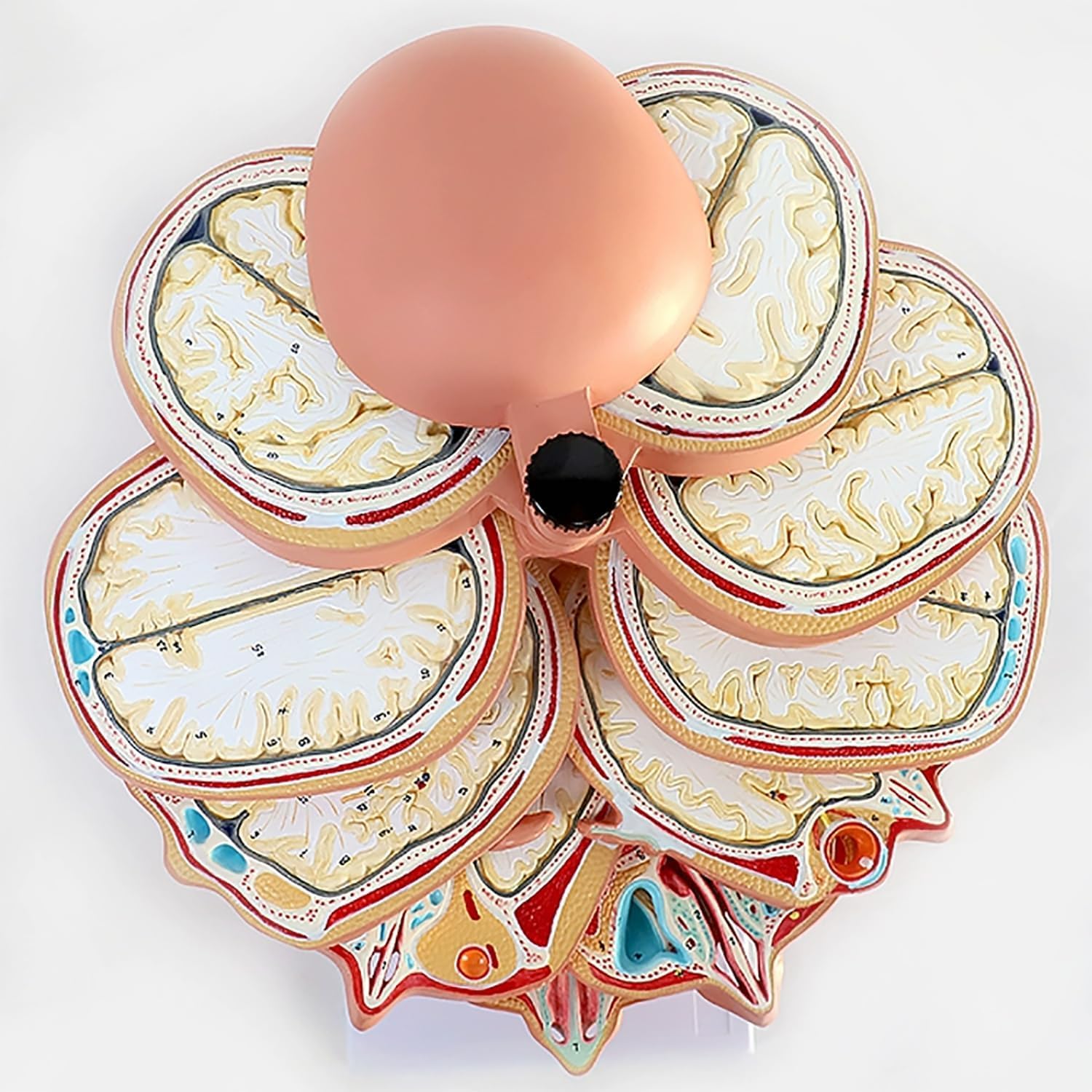 12-częściowy model anatomiczny przekroju ludzkiego mózgu, z cyfrowym oznaczeniem, model demonstracyjny obrazowania Ct MRI do nauczania i wyświetlania medycyny